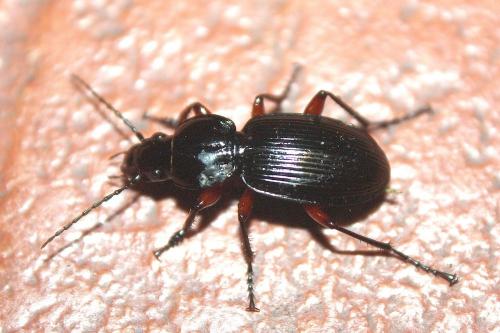 Pterostichus madidus